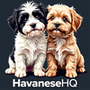 undefined Havanese HQ | The Ultimate Guide for Owners and Enthusiasts