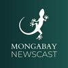 undefined Mongabay Newscast