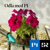 undefined Odla med P1