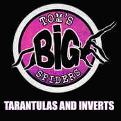 Podcast Tom's Big Spiders - Tarantulas and Inverts