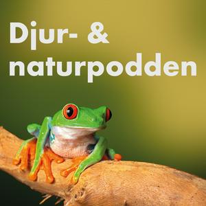 Lyssna på Djur- & naturpodden i appen